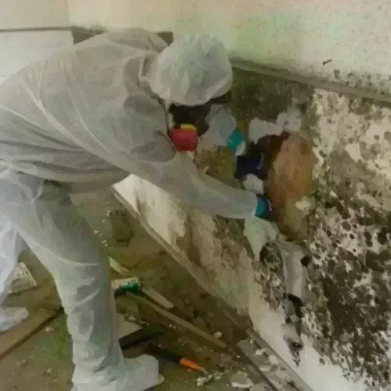 Mold Remediation and Removal in Thorp, WI